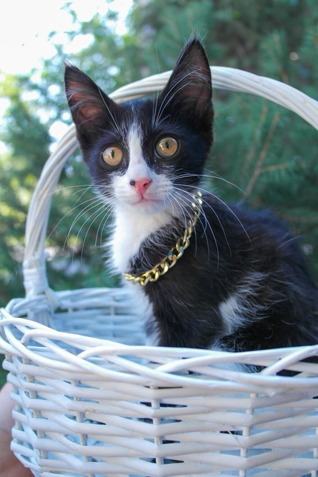 Девочка Малика, мальчик Арсен и девочка Елена срочно ищут дом СРОЧНО: фото 3
