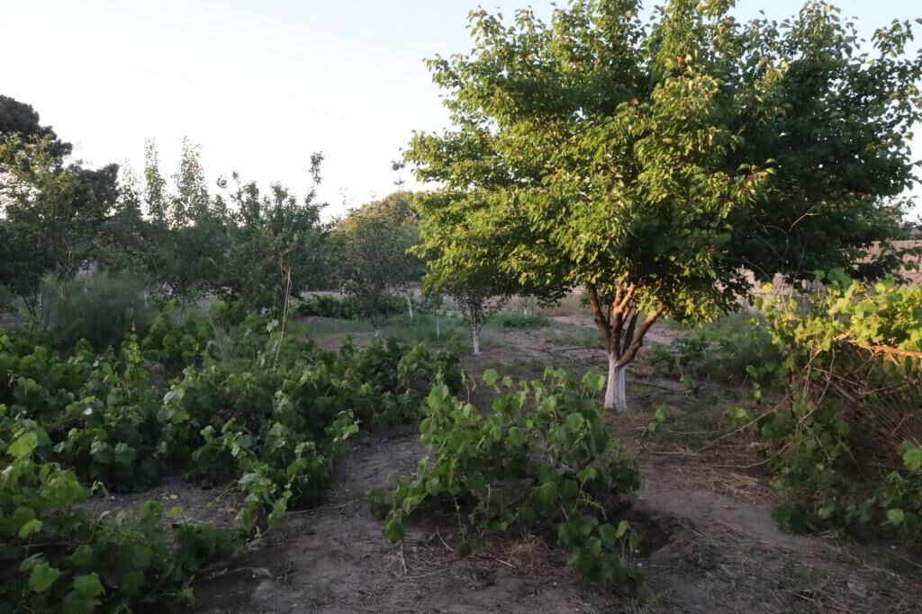 10 sot, Tikinti, Mülkiyyətçi, Kupça (Çıxarış)