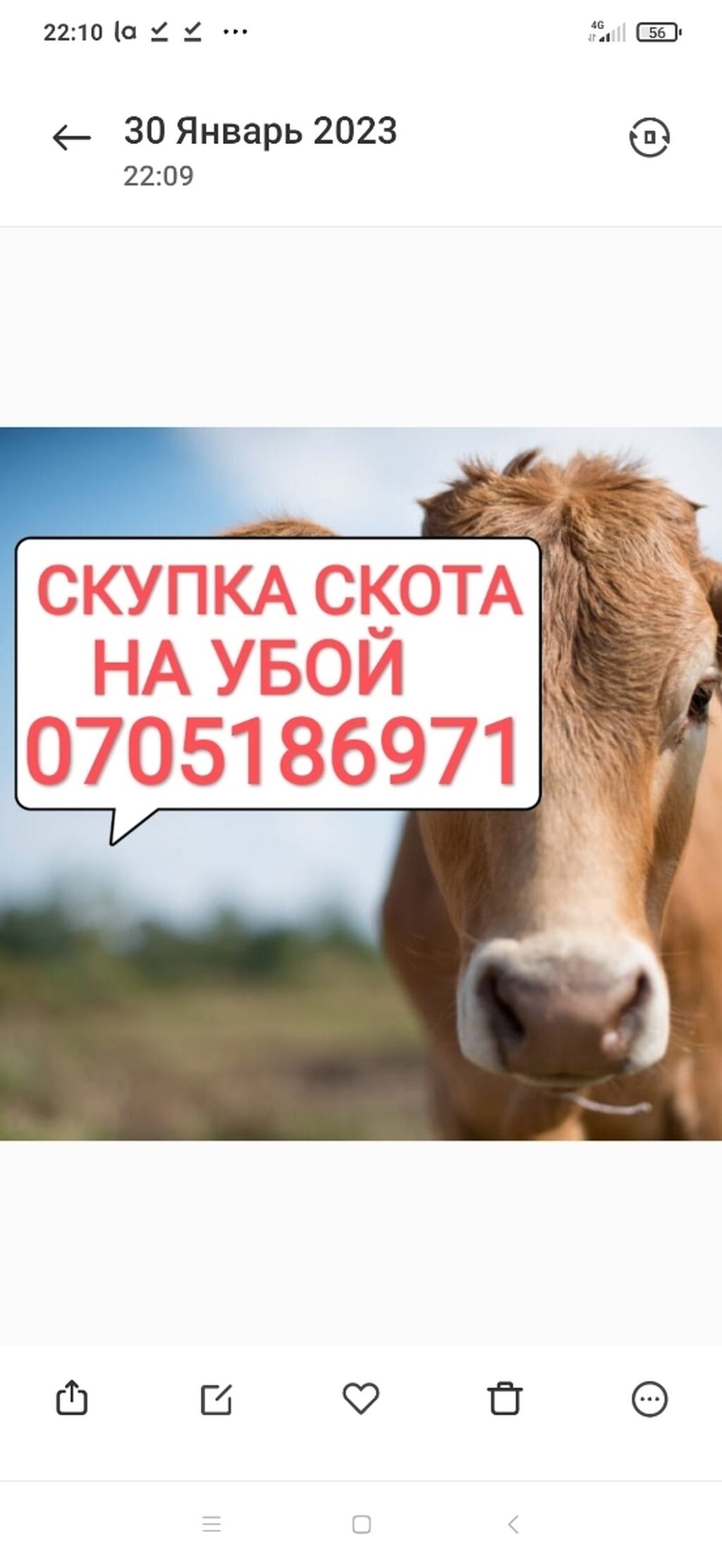 Игра кроссворды ответы. Скупщик аоь. Оптовый скупщик скота 6 букв кроссворд. Оптовый скупщик скота 6 букв кроссворд. Оптовый скупщик скота 6 букв кроссворд.