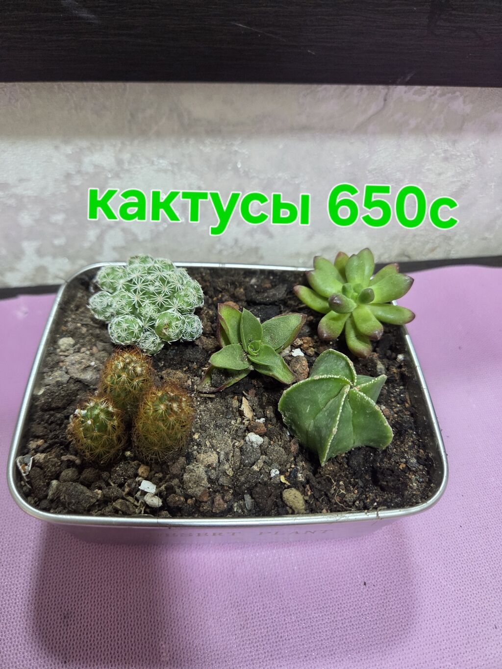 Комнатные растения в горшках: - Хлорофитум — по 350 с за растение: фото 7