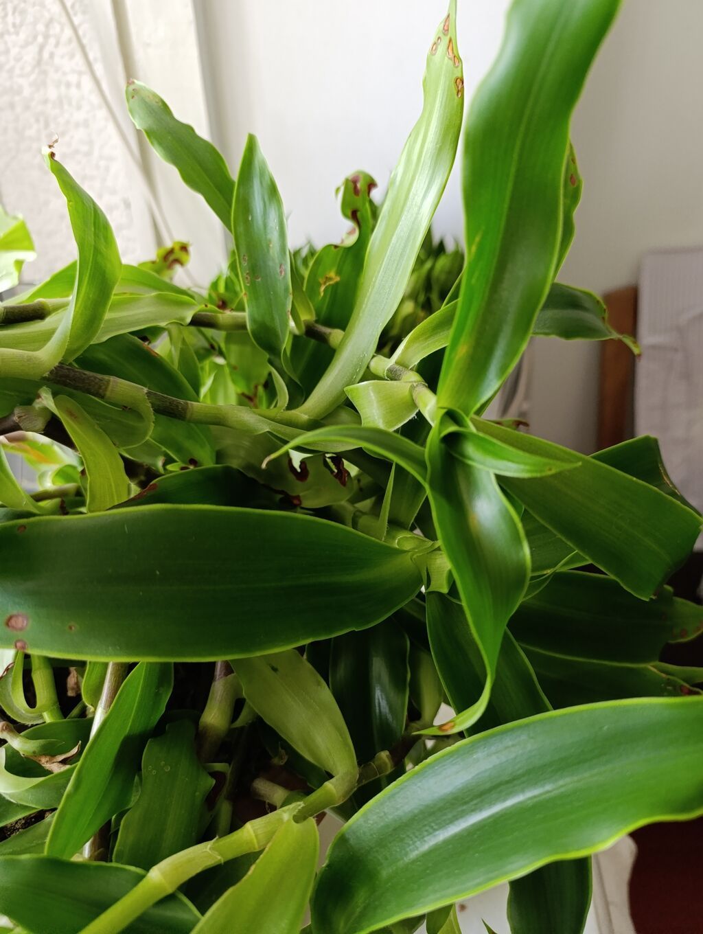 Комнатное растение — золотой ус -драцена (Dracaena: фото 2