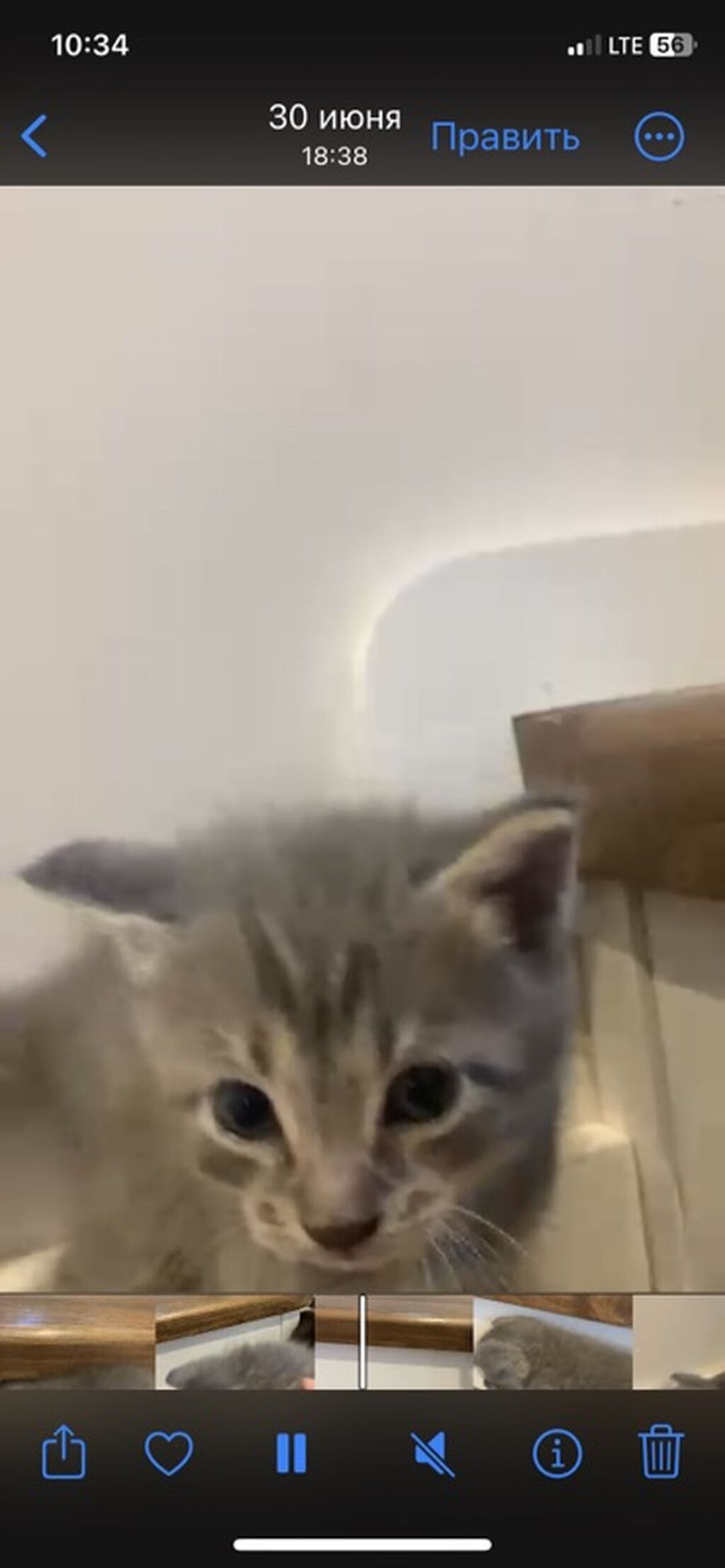 Котята, домашний помет. Описание: - Милые котята с разным окрасом: фото 4