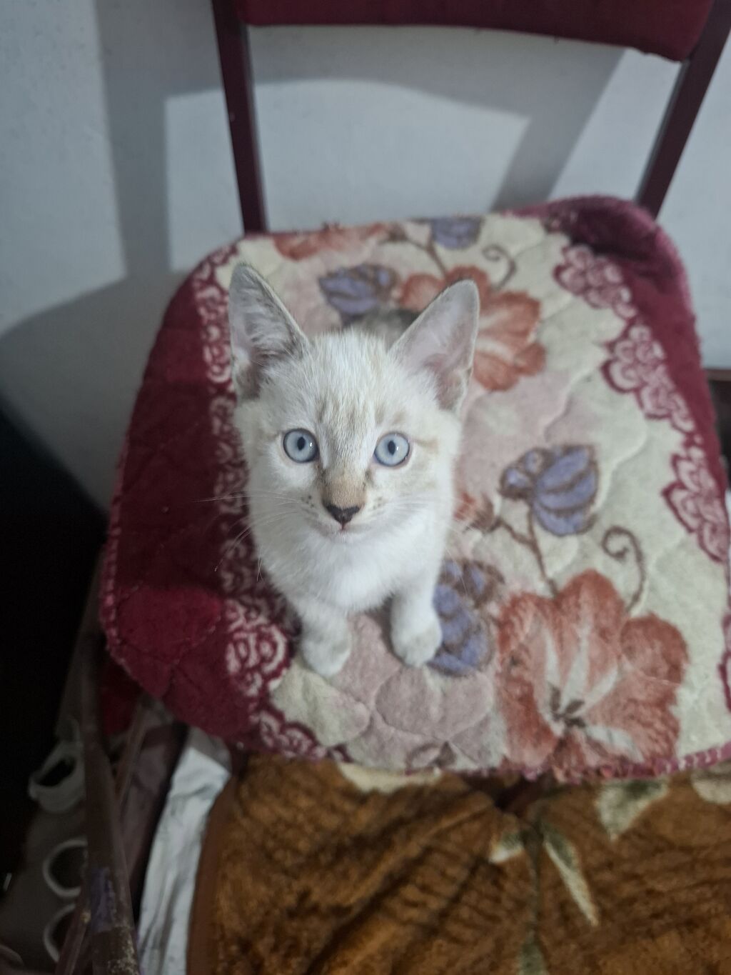 Кошка даром: Беспородная, 2 месяца, Девочка, Приучена к лотку — фото 6