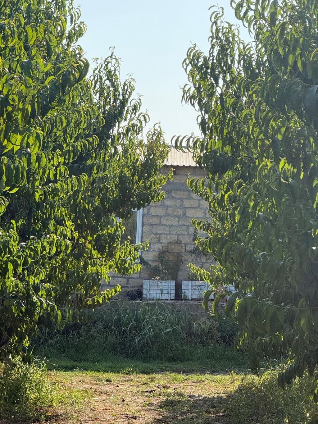 Xaçmaz rayon yergüc kəndində 4 hektar intensiv bag satılır. Gölü var