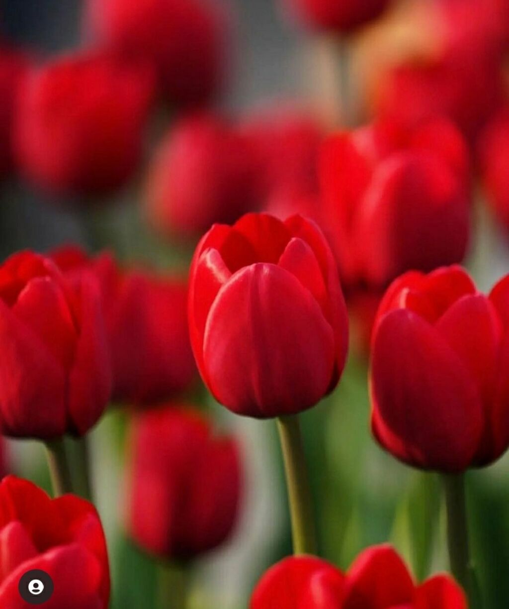 Satış məsləhətçiləri: Gül magazasinda florist yaninda kömekci işi axtariram. sifirdan -da lalafo.az Satış məsləhətçiləri: Gül magazasinda florist yaninda kömekci işi axtariram. sifirdan