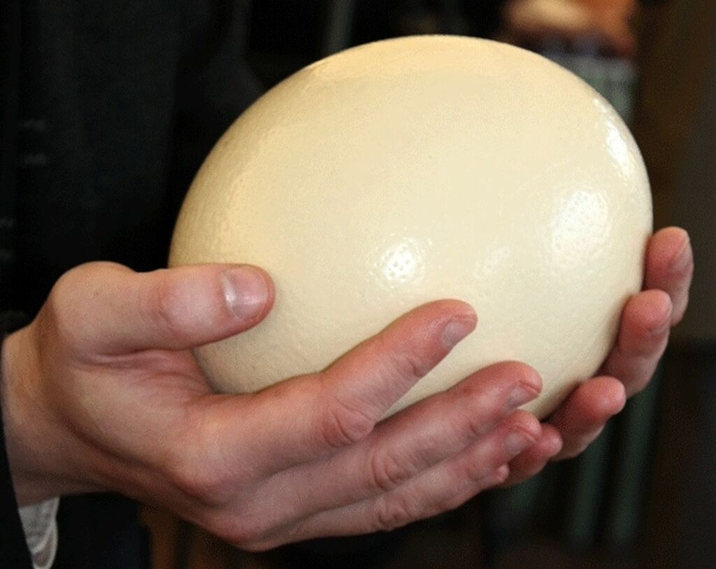 Громадное яйцо. Страусиное яйцо (1504) — старейший Глобус Америки.. Строение страусиного яйца. Вес страусиного яйца. Яйцо страуса размер.