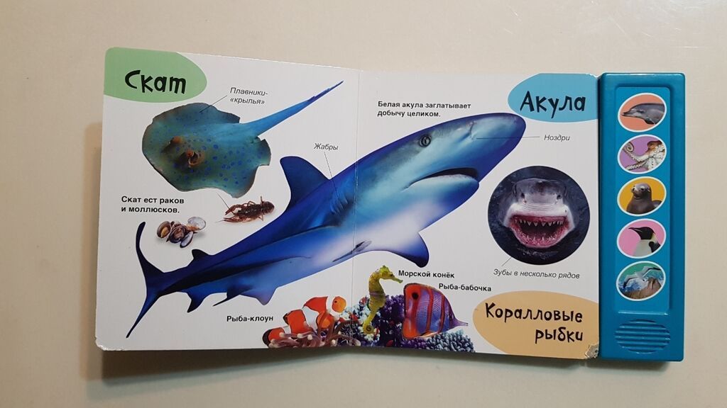 Книжки для детей про животных со звуками. ВНИМАНИЕ! остались только: фото 6