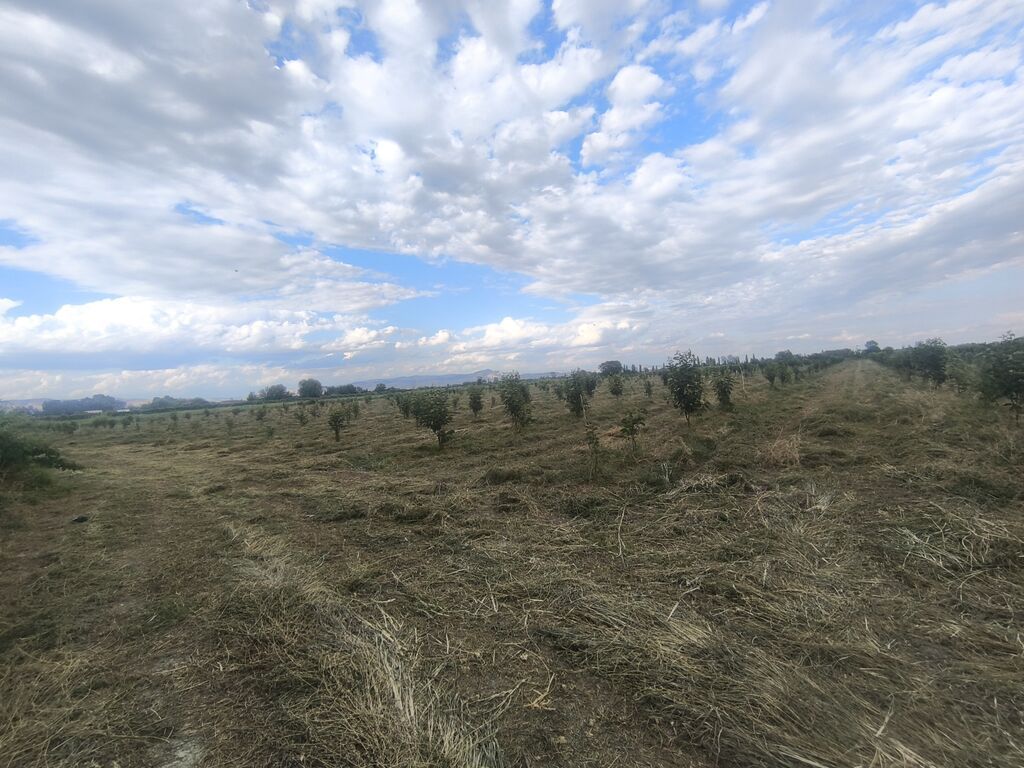 260 sot, Kənd təsərrüfatı, Mülkiyyətçi, Kupça (Çıxarış)