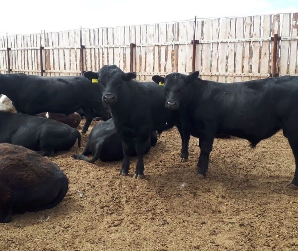 Герефорды ангусы. Бычок герефорд и ангус абердин. Кфх герефорд. Абердин ангус телята. Крс телята.