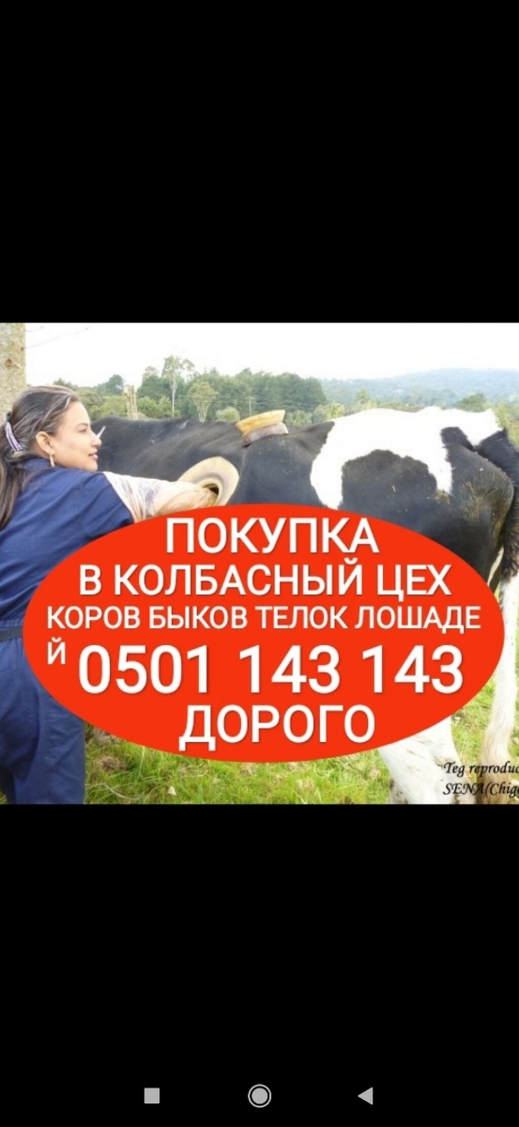 Куплю коров, быков, лошадей. Убой скота