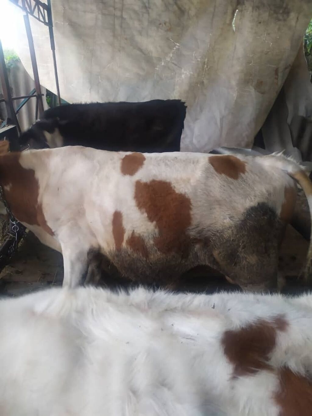 Продаю | Бык (самец), Тёлка | Алатауская | Искусственник | Договорная ...