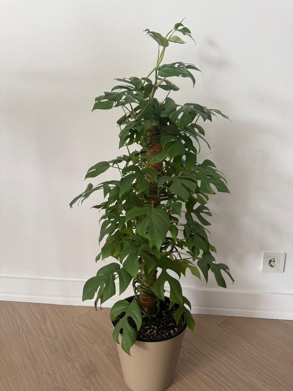 Монстера минима (Monstera minima) на кокосовой опоре - Вьющаяся форма: фото 2