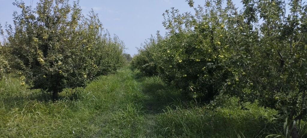Torpaq, 115 sot, satılır, Quba — 11