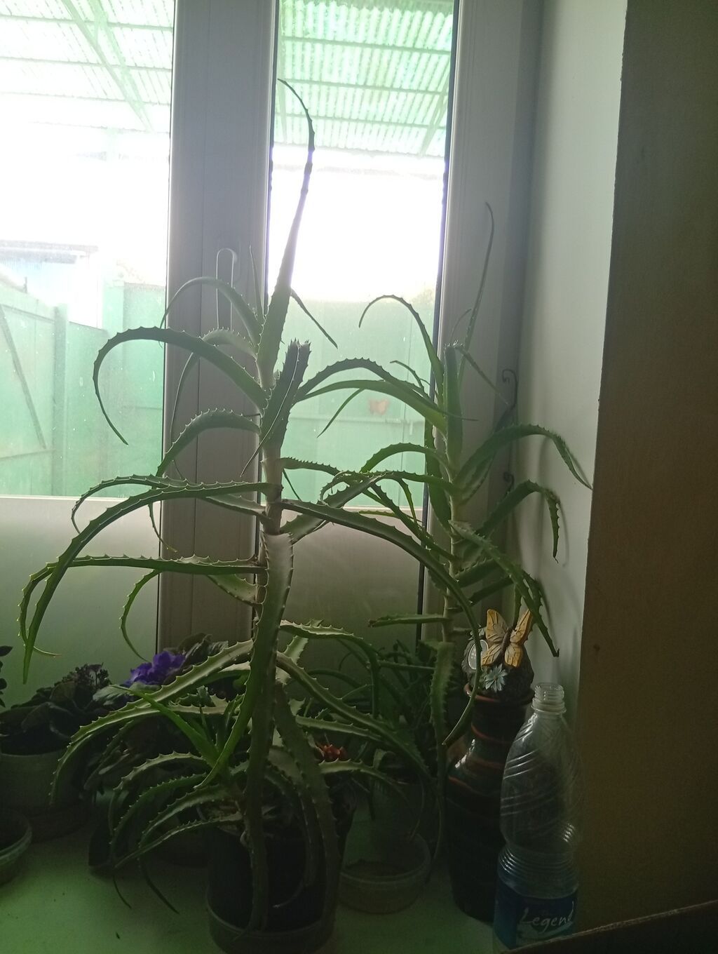 Алое (Aloe) в горшке — взрослые крупные экземпляры. Описание: -: фото 2