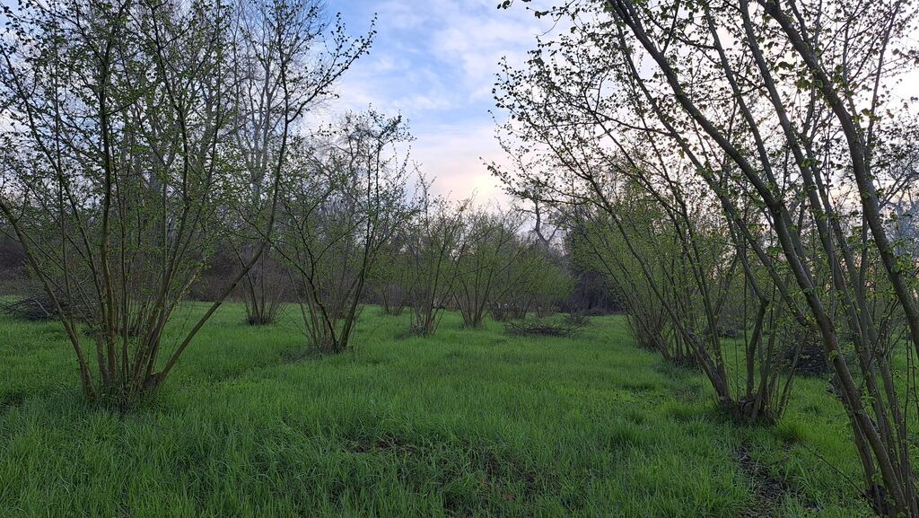 150 sot, Kənd təsərrüfatı, Kupça (Çıxarış)
