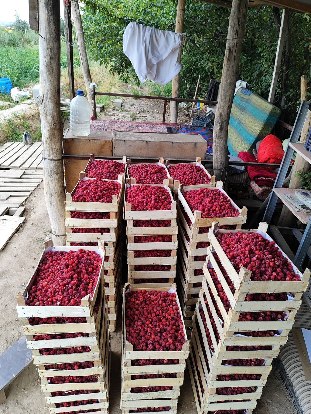 Продается малина бизнес 1 гектар в село Ала Тоо возможны варианты: фото 3