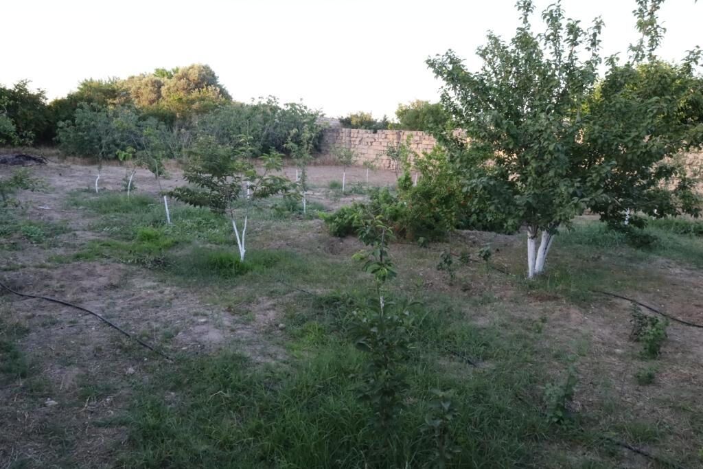 10 sot, Tikinti, Mülkiyyətçi, Kupça (Çıxarış)