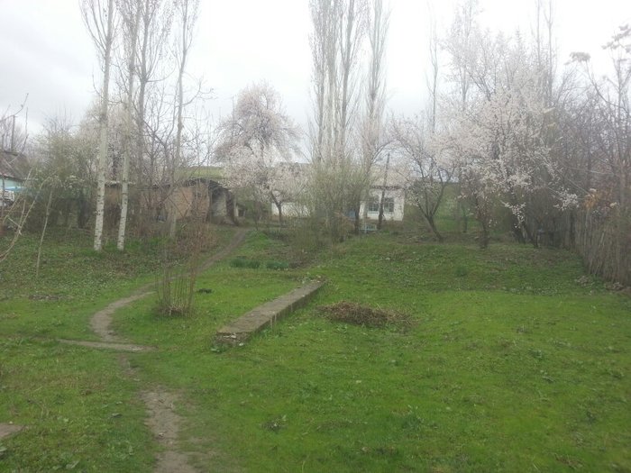 Кок янгак киргизия фото