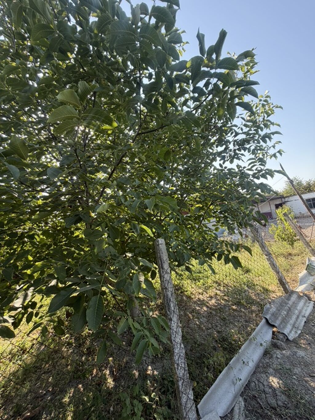 25 sot, Tikinti, Mülkiyyətçi, Kupça (Çıxarış)
