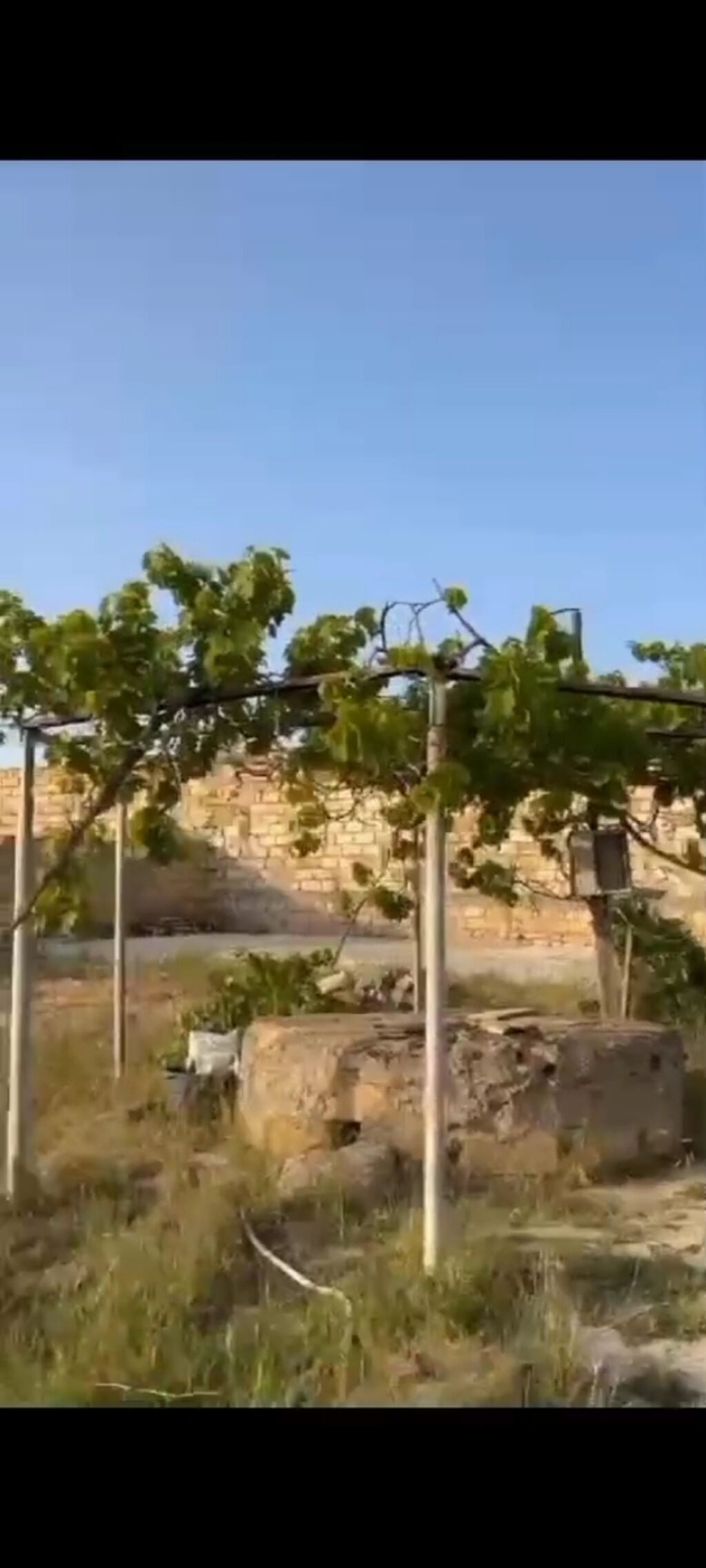 Tikinti