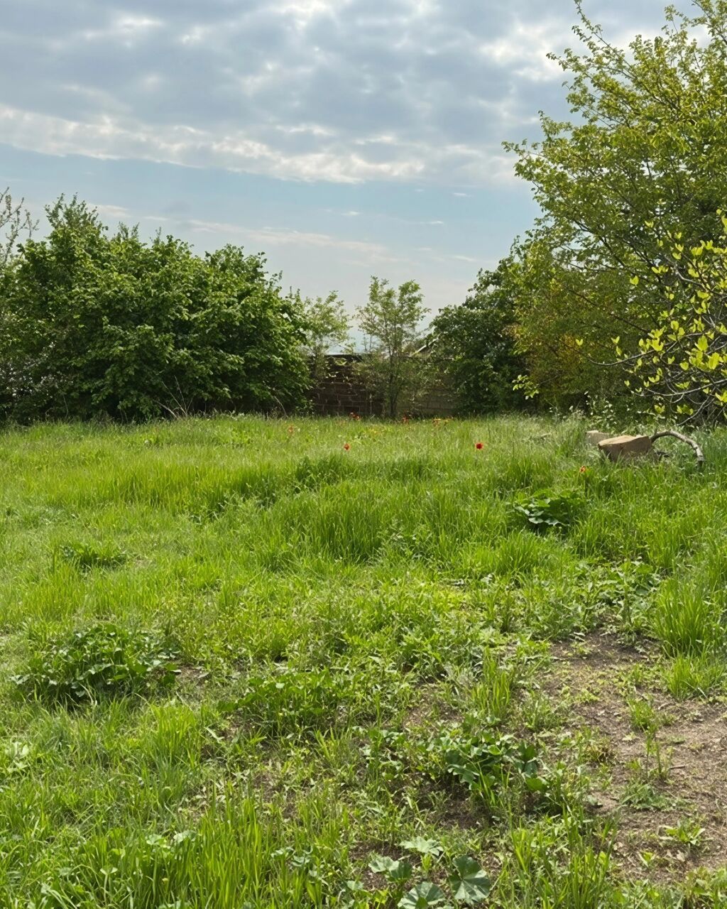 31 sot, Tikinti, Mülkiyyətçi, Kupça (Çıxarış)