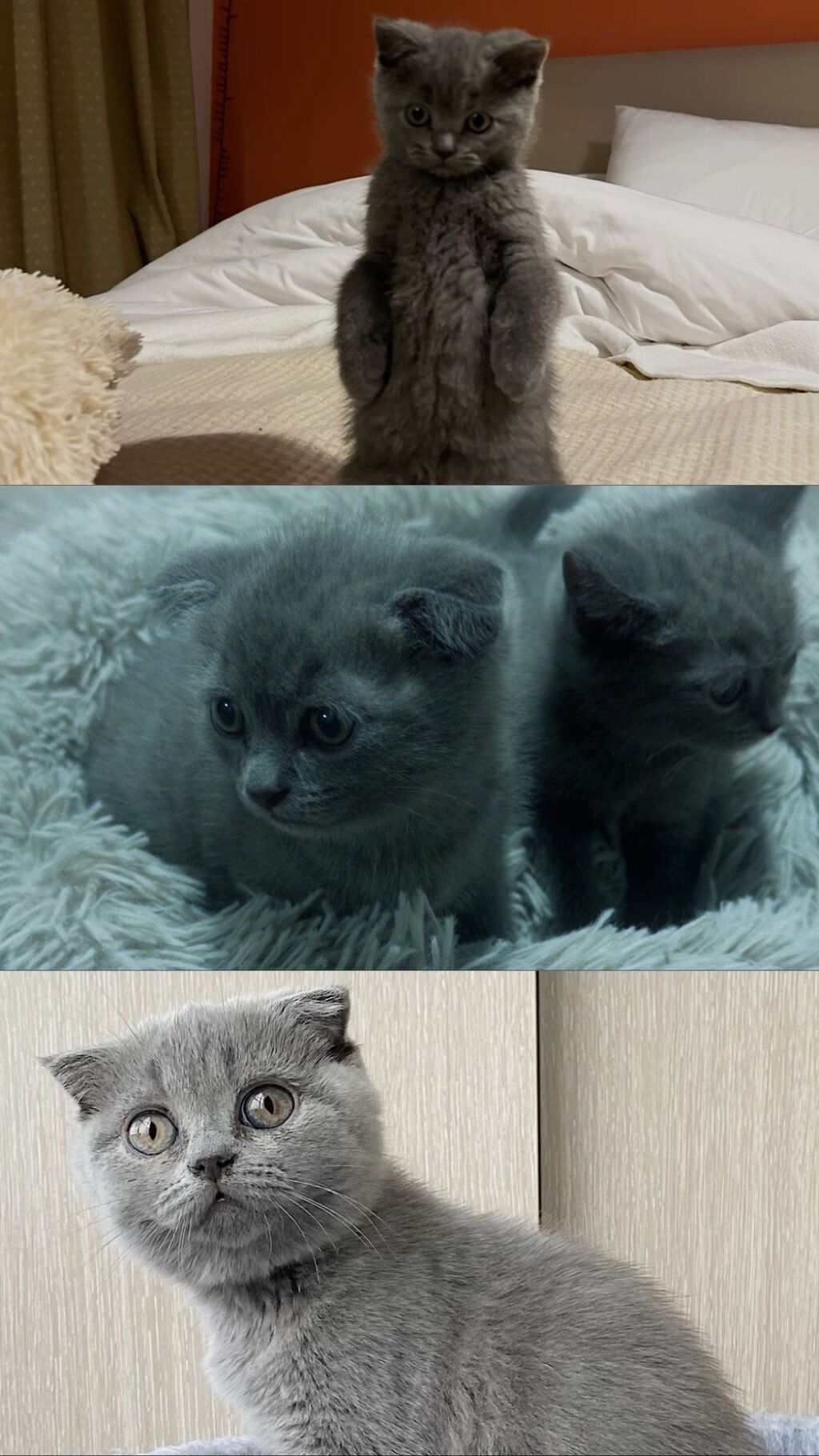 Скотиш Фолд (Шотландская вислоухая), 2 месяца, Мальчик, Голубой, Приучена к лотку: фото 2