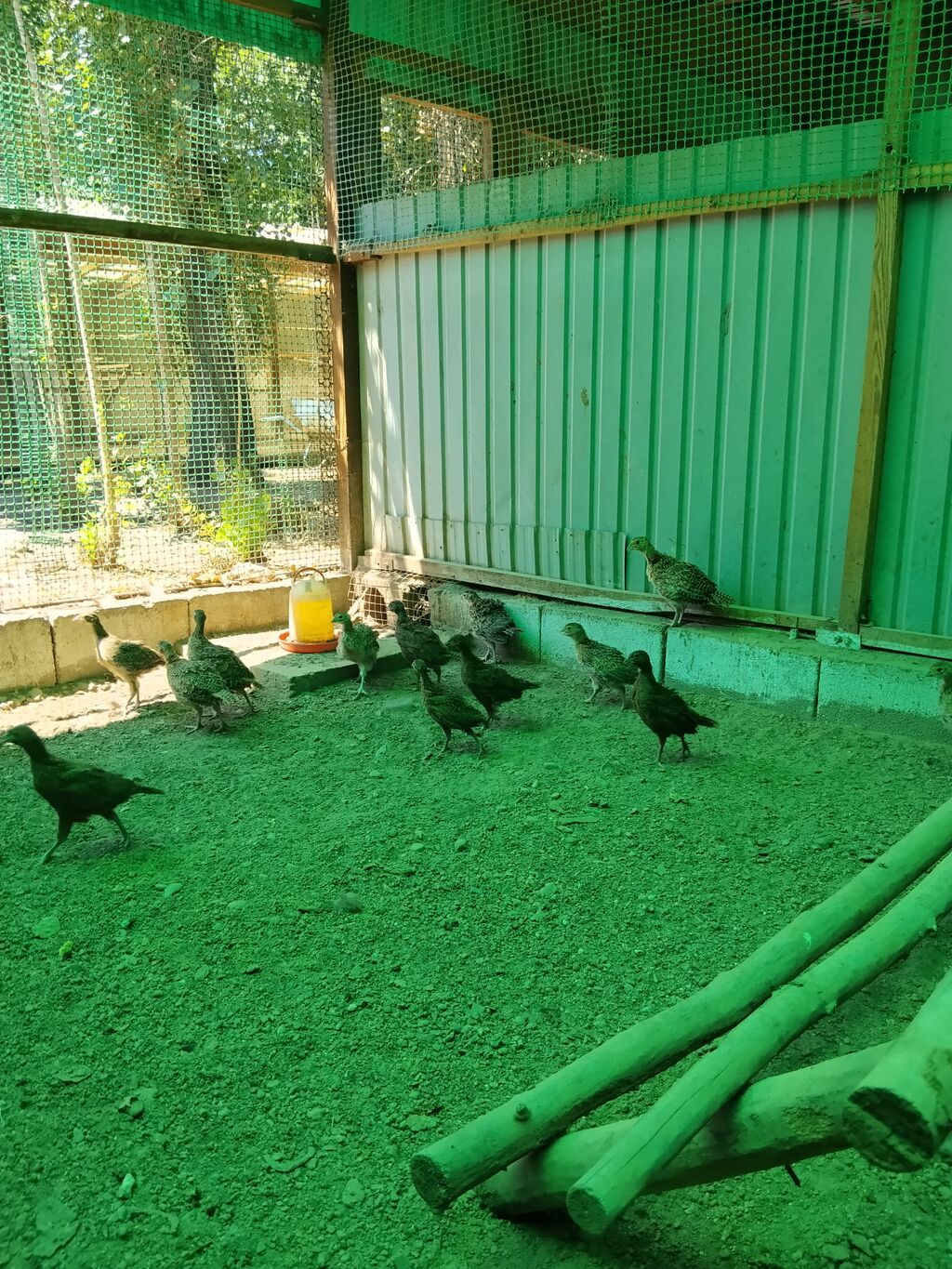 Продаю подростков охотничьего фазана: фото 2