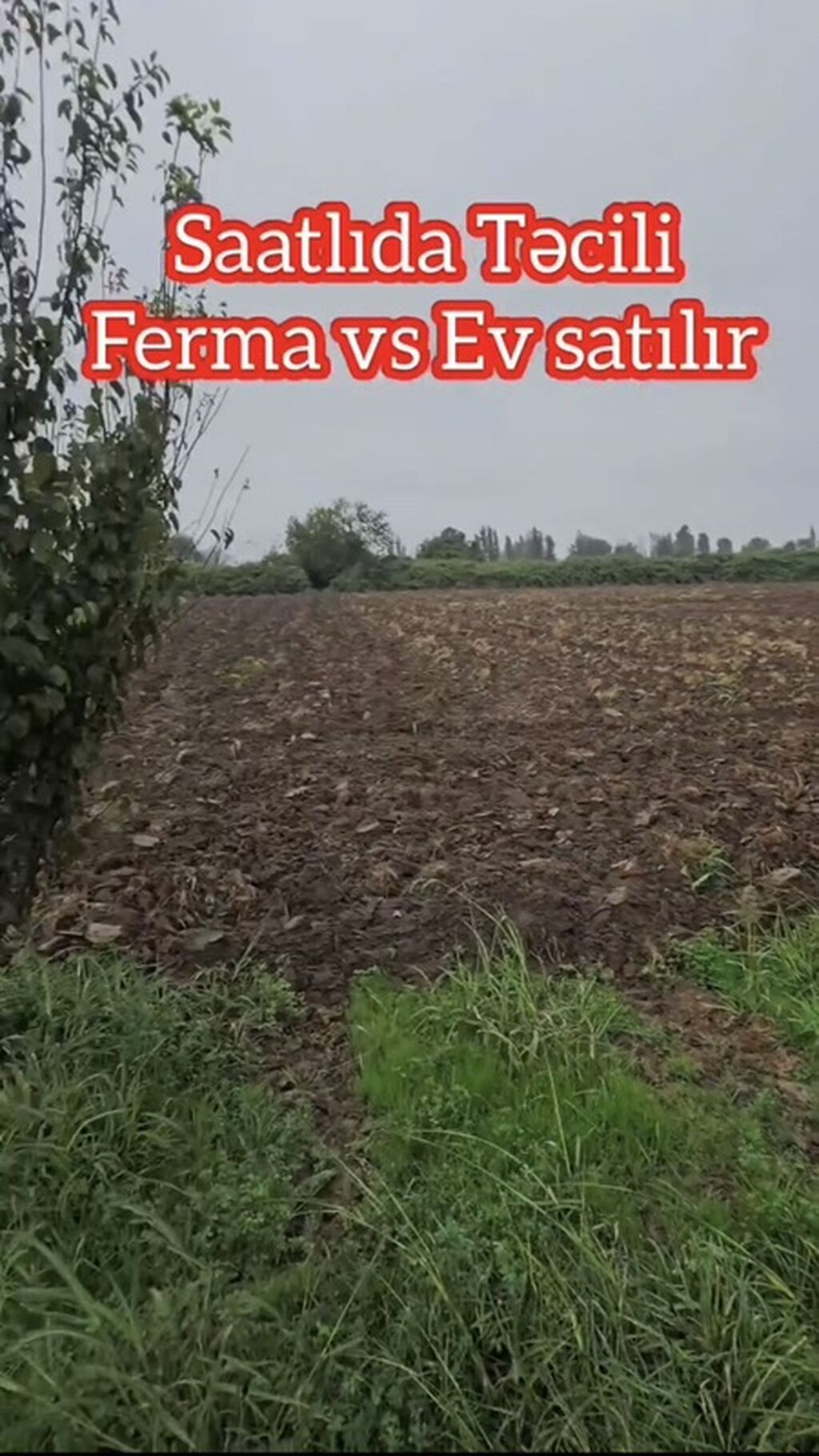 15 otaq, 1000 kv. m, Kredit yoxdur, Təmirsiz