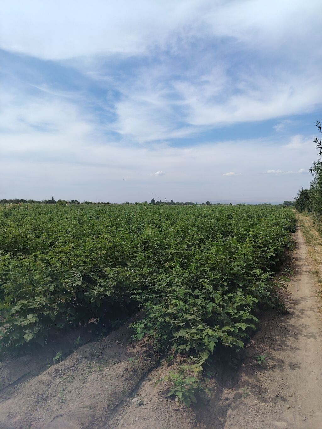 240 соток, Для сельского хозяйства, Договор купли-продажи: фото 4
