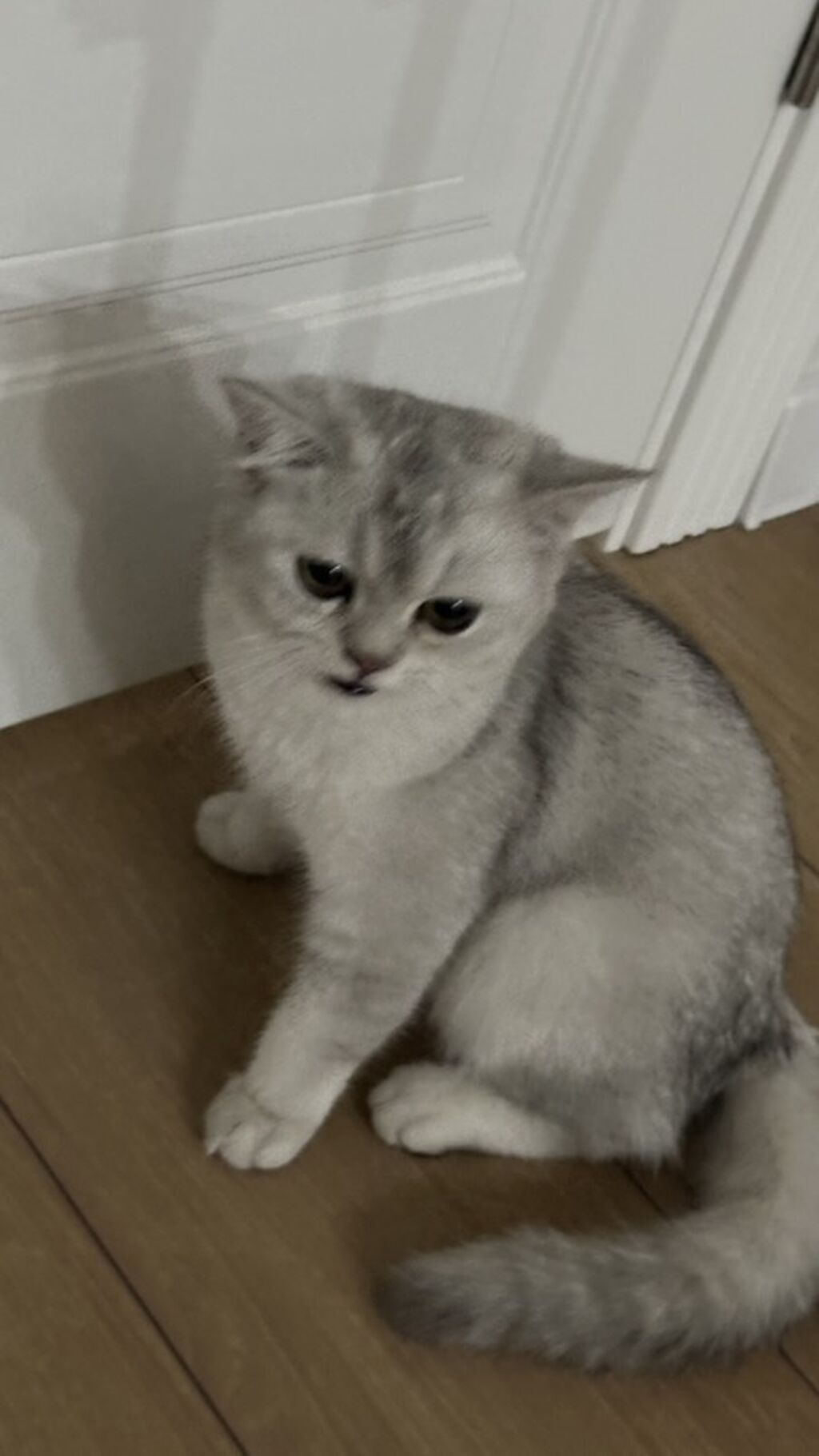 Британский котёнок, серебристая шиншилла, 7 месяцев: фото 3