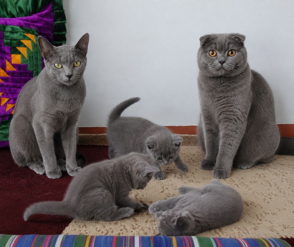 Породистые котята серого (голубого) окраса Описание: - Помёт из трёх: фото 1