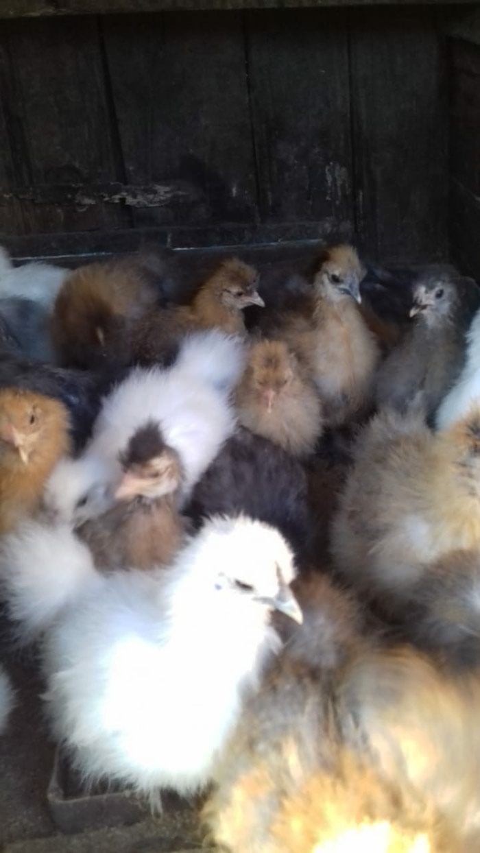 Quşlar: 2 aylqdı pimpon cuca cutu 35 manat - lalafo.az Bakı şəhərində 2 aylqdı pimpon cuca cutu 35 manat