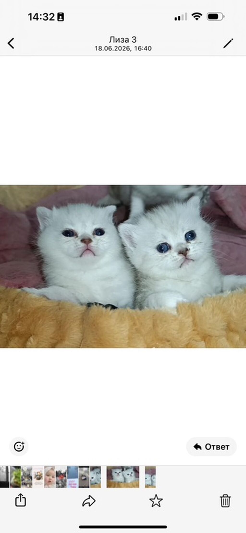 Британские короткошёрстные котята (окрас серебристый — фото 2