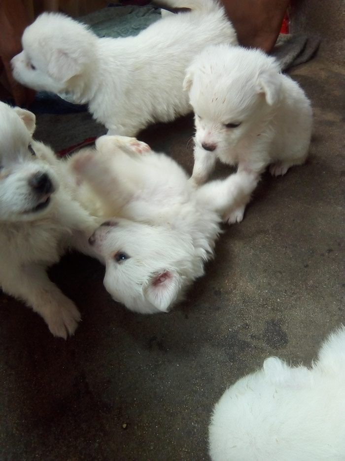 Japanese Spitz puppies on sale.
Male/female:6000. Photo 1