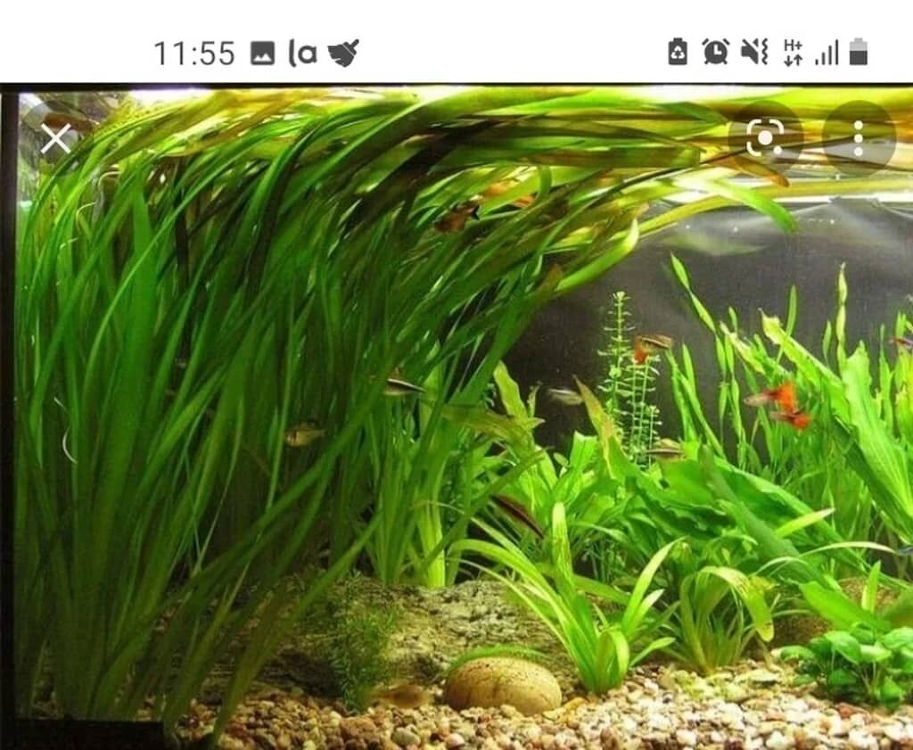водоросли для аквариума живые названия с фото