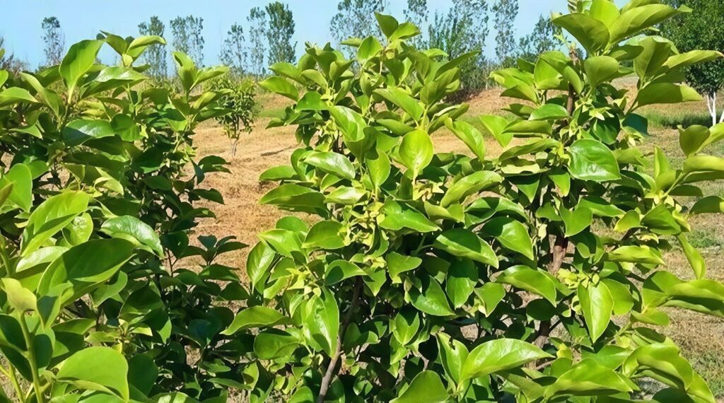180 sot, Kənd təsərrüfatı, Kupça (Çıxarış)