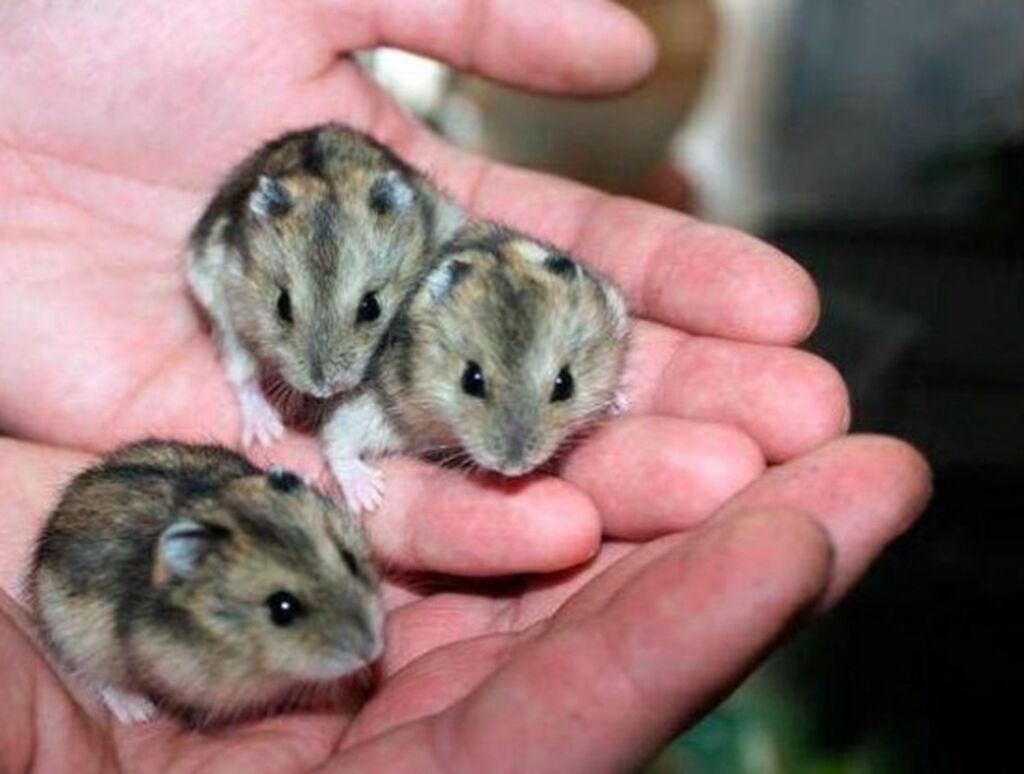 Джунгарский хомячок белый. Джунгарик отзывы. Джунгарский хомяк серый. Серый хомяк джунгарик. Джунгарик отзывы.