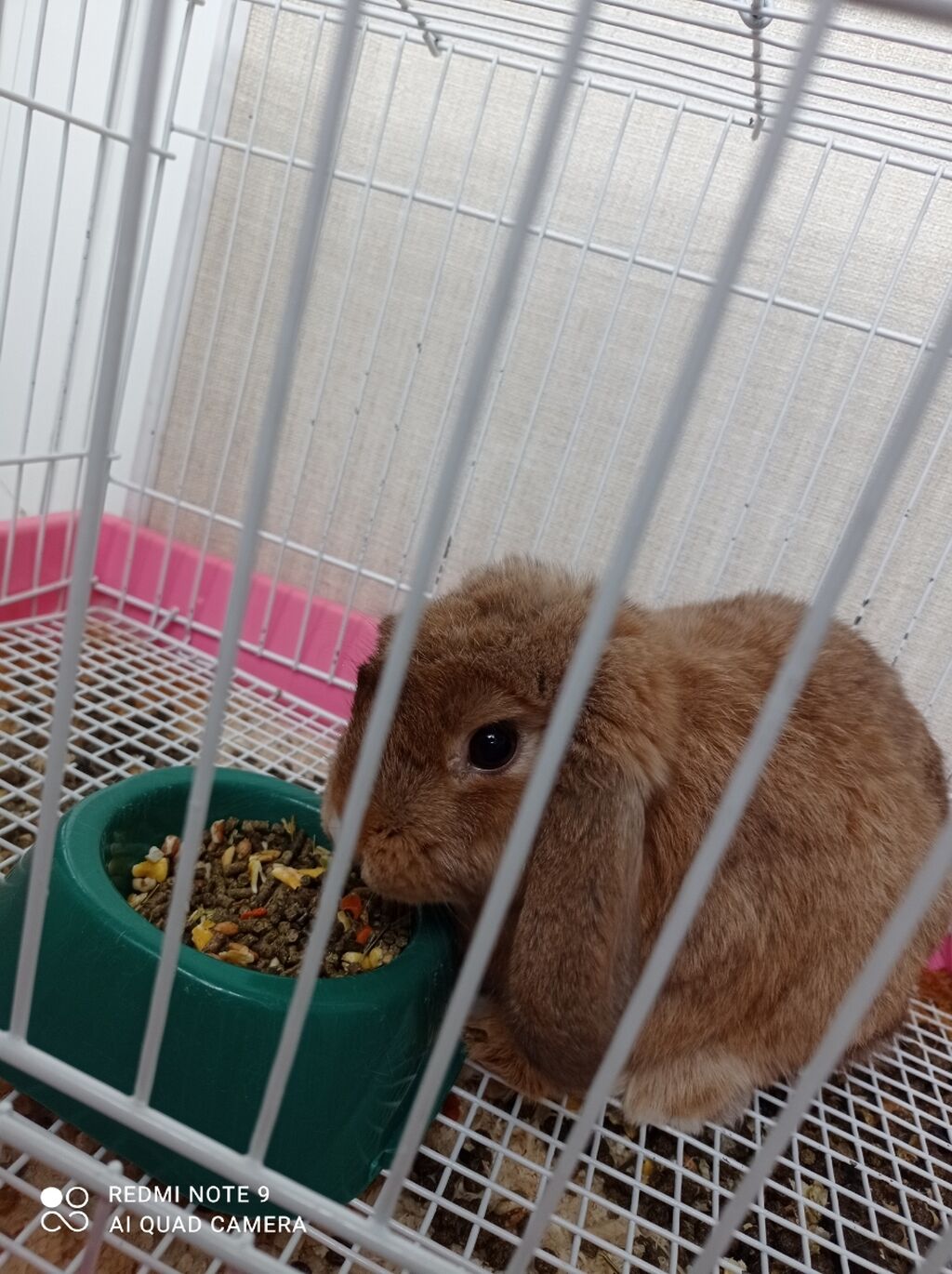 Продаётся декоротивный кролик 🐰. Домашняя приручен: 6500 KGS ᐈ  Декоративные кролики | Бишкек | 108250358 ➤ lalafo.kg