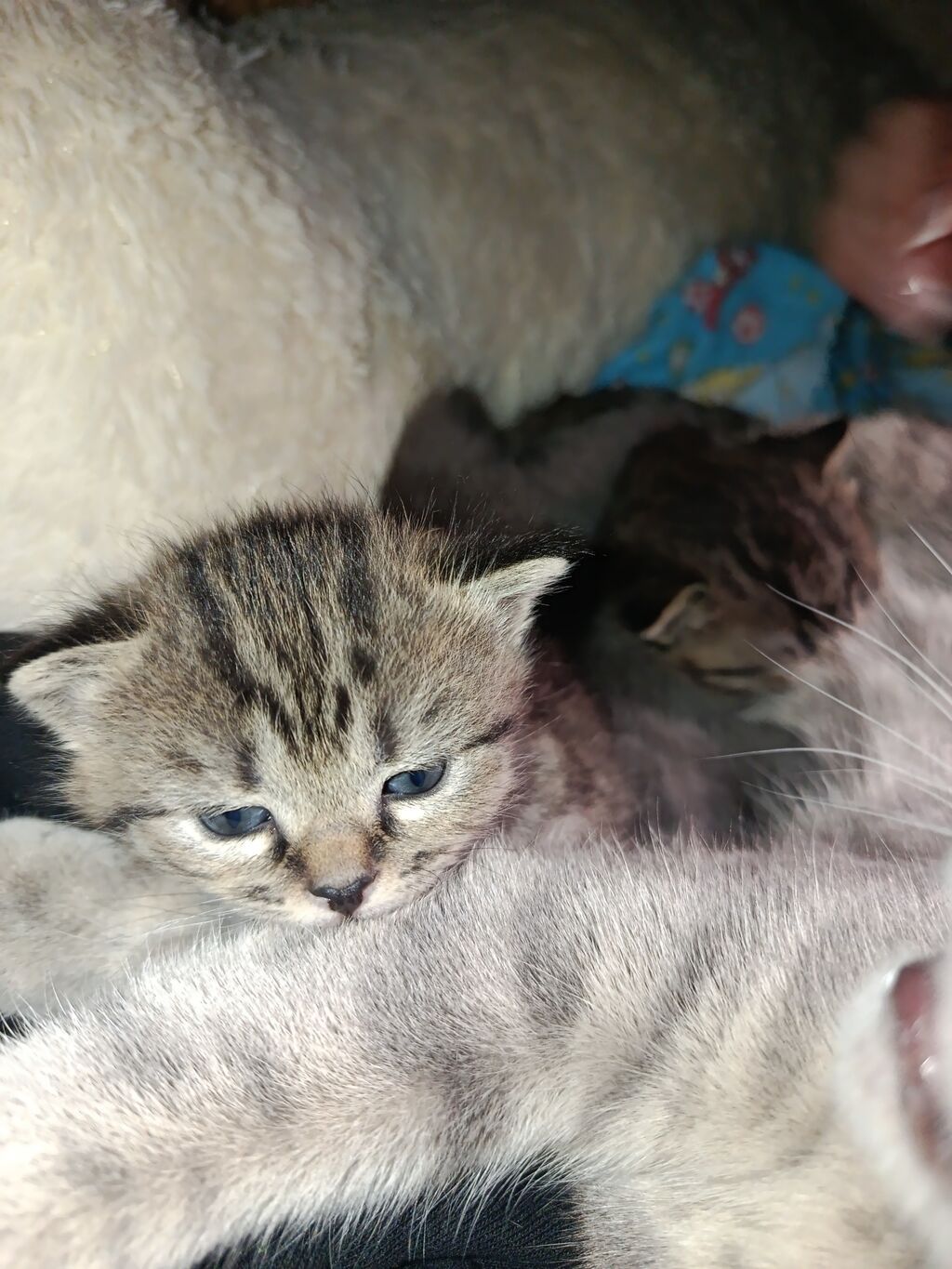 Скотиш Страйт (Шотландская прямоухая), 3 месяца, Девочка, Серый, Приучена к лотку: фото 6