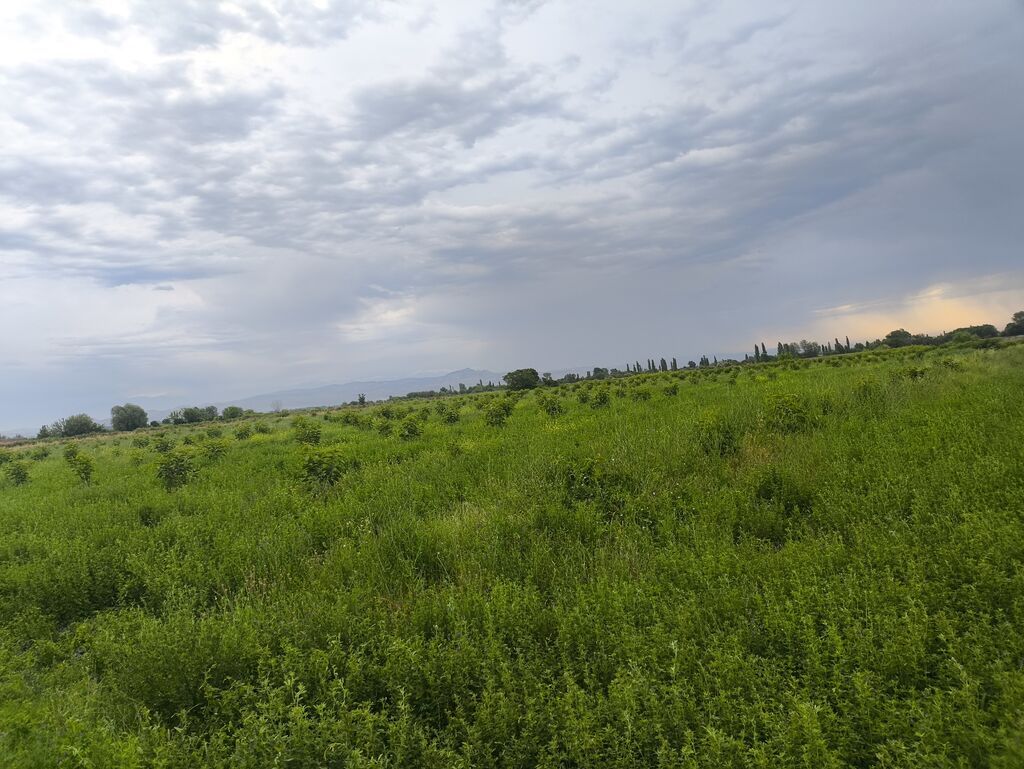 260 sot, Kənd təsərrüfatı, Mülkiyyətçi, Kupça (Çıxarış)