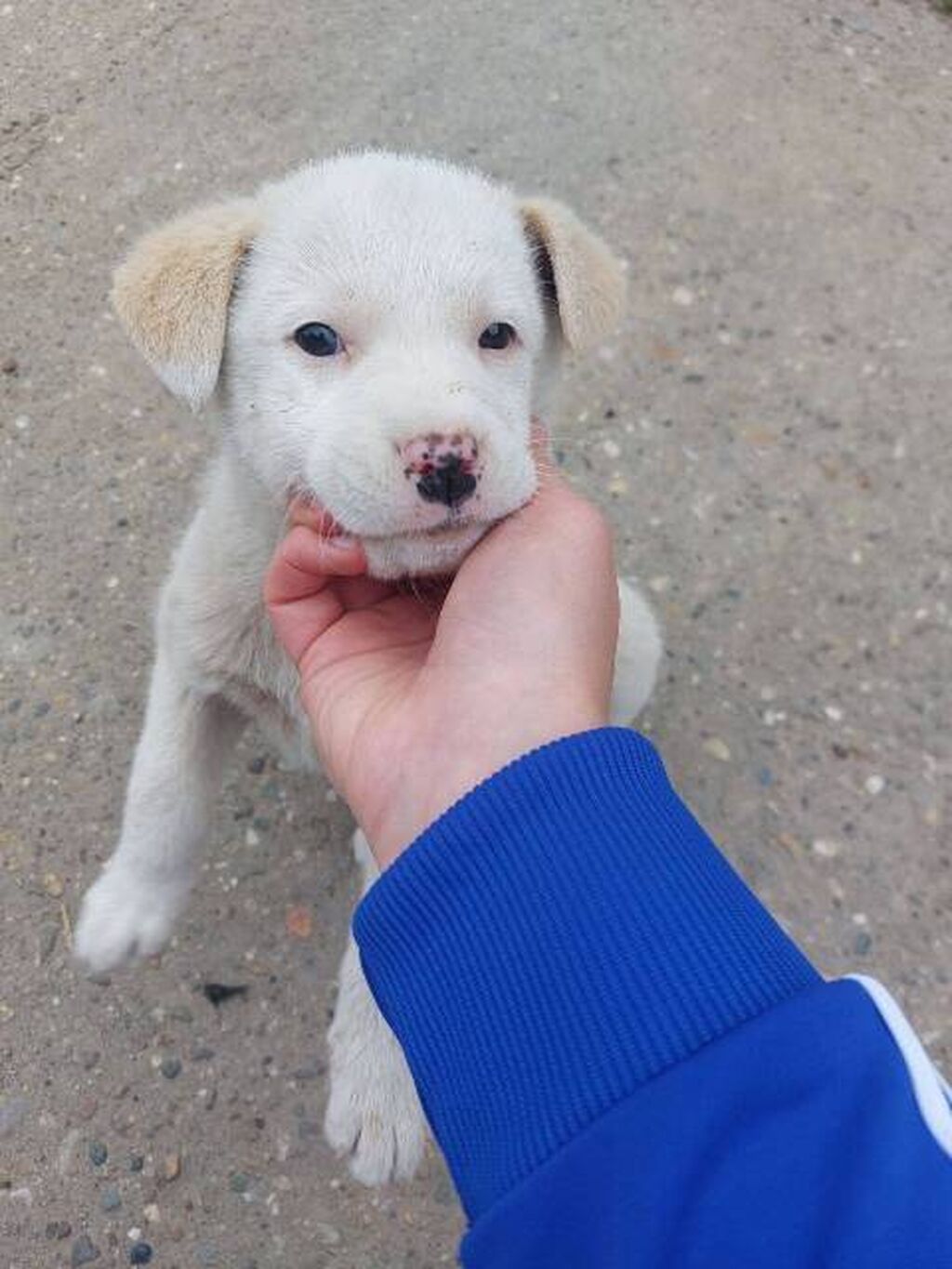 Psi: Žensko štene mešanca labradora na poklon Poklanjam žensko štene