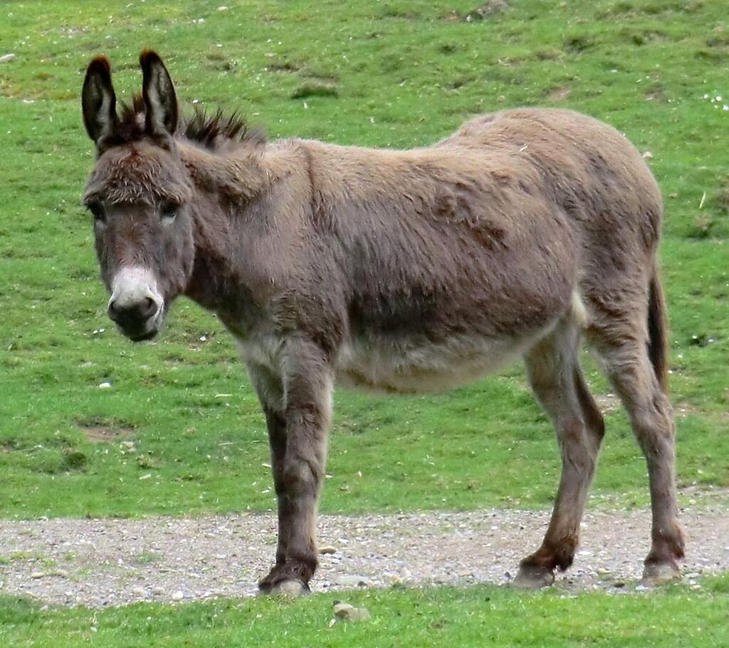 Фото ослика. Equus asinus. Осел. Горный осел. Домашний осел.