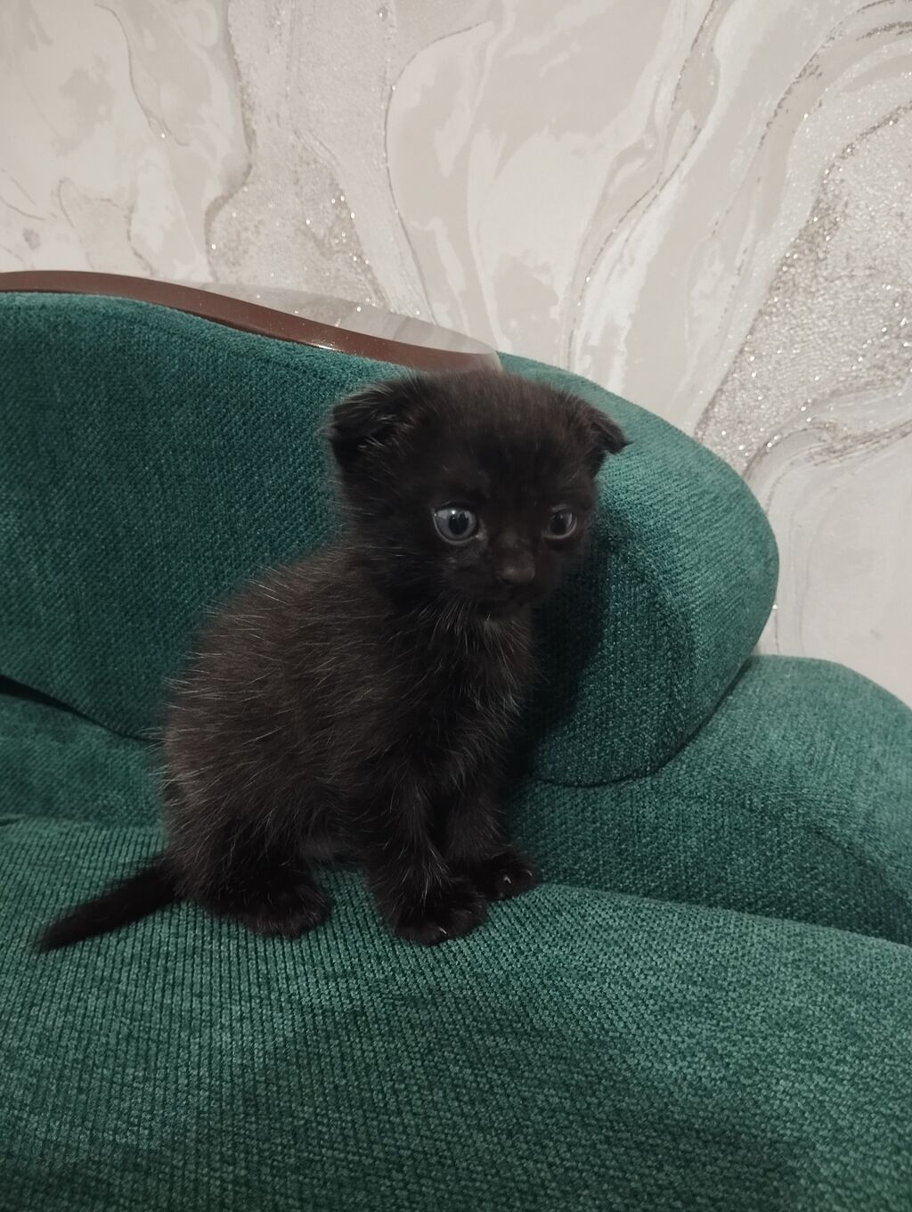 Черный котёнок, шотландский вислоухий, приучается к лотку. Отличный: фото 1