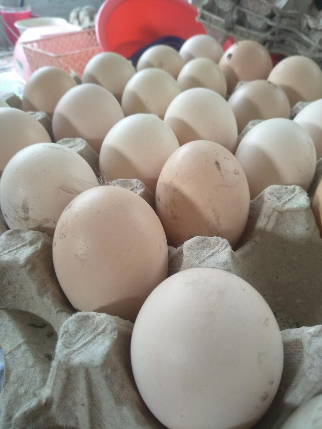 Яйцо куриное инкубационное по 15 сом 15 KGS | Объявление создано 12 Апрель 2022 02:49:54: Продаю | Инкубационные яйца | Домашняя