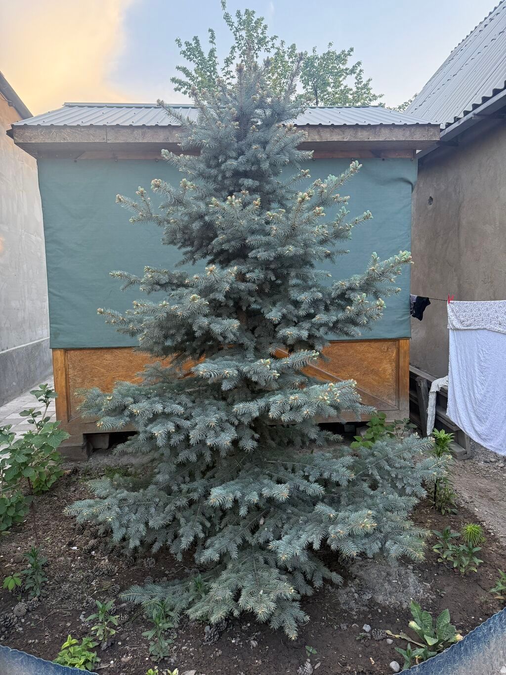 Голубая ель
