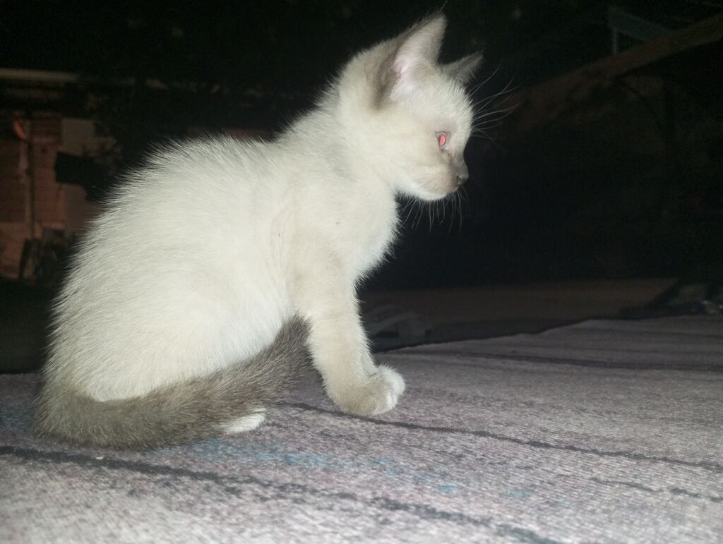 Котята от домашней кошки - Помёт из трёх котят: тигровый табби: фото 5