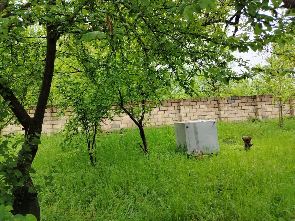 Satılır: yaşıllıqla əhatə olunmuş həyətyanı torpaq sahəsi - Geniş