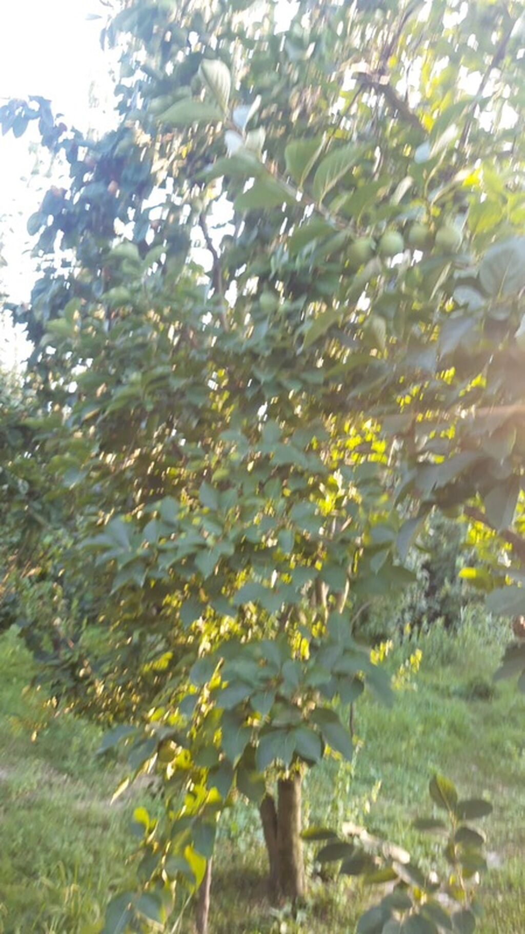 300 sot, Biznes üçün, Mülkiyyətçi, Kupça (Çıxarış)