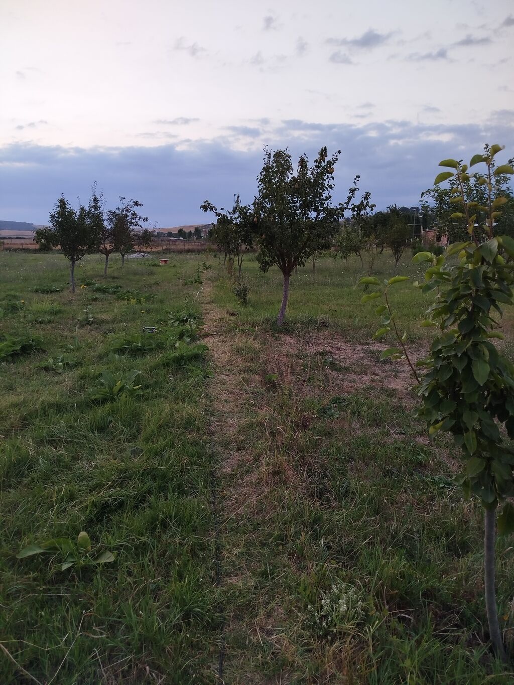25 sot, Tikinti, Mülkiyyətçi, Kupça (Çıxarış)