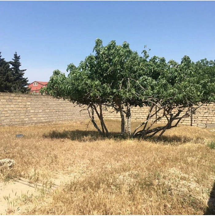 Satış: Hovsanda kupvali 3 sot torpaq sahesi satilir 16000 manat - lalafo.az Bakı şəhərində Hovsanda kupvali 3 sot torpaq sahesi satilir 16000 manat